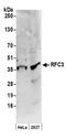 Replication factor C subunit 3 antibody, A300-188A, Bethyl Labs, Western Blot image 