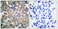 Fibrillin 1 antibody, abx013079, Abbexa, Western Blot image 