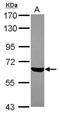 Zinc finger protein with KRAB and SCAN domains 4 antibody, NBP2-15171, Novus Biologicals, Western Blot image 