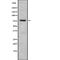 Holliday junction recognition protein antibody, abx215927, Abbexa, Western Blot image 