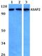 ArfGAP With SH3 Domain, Ankyrin Repeat And PH Domain 2 antibody, A09026-1, Boster Biological Technology, Western Blot image 