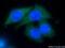 Cold Shock Domain Containing E1 antibody, 13319-1-AP, Proteintech Group, Immunofluorescence image 
