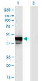 Cyclophilin D antibody, LS-B10440, Lifespan Biosciences, Western Blot image 