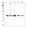 RP2 Activator Of ARL3 GTPase antibody, M01923, Boster Biological Technology, Western Blot image 