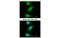 Baculoviral IAP repeat-containing protein 7 antibody, MBS837475, MyBioSource, Immunofluorescence image 