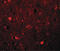 Sushi Repeat Containing Protein X-Linked antibody, LS-B5049, Lifespan Biosciences, Immunofluorescence image 