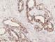Keratin 7 antibody, ALX-810-218-L001, Enzo Life Sciences, Immunohistochemistry frozen image 