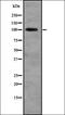Ral Guanine Nucleotide Dissociation Stimulator antibody, orb335064, Biorbyt, Western Blot image 