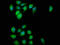 Extended Synaptotagmin 2 antibody, LS-C673017, Lifespan Biosciences, Immunofluorescence image 