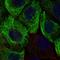 HMW Cytokeratin antibody, HPA069771, Atlas Antibodies, Immunocytochemistry image 
