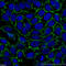 CD44 antibody, 15675-1-AP, Proteintech Group, Immunofluorescence image 