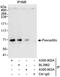 Pescadillo homolog antibody, A300-902A, Bethyl Labs, Immunoprecipitation image 