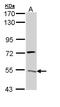 ATPase H+ Transporting V1 Subunit H antibody, LS-C186176, Lifespan Biosciences, Western Blot image 