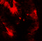 CLDN4 antibody, 7025, ProSci Inc, Western Blot image 