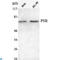 Bifunctional arginine demethylase and lysyl-hydroxylase JMJD6 antibody, LS-C813104, Lifespan Biosciences, Western Blot image 