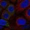 Prosaposin Like 1 (Gene/Pseudogene) antibody, HPA038013, Atlas Antibodies, Immunofluorescence image 