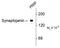 Synaptojanin 1 antibody, TA309245, Origene, Western Blot image 