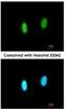 G-Patch Domain And KOW Motifs antibody, NBP2-16714, Novus Biologicals, Immunofluorescence image 