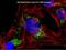 Rabbit IgG, H & L Chain antibody, A27034SAMPLE, Invitrogen Antibodies, Immunofluorescence image 