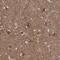 Zinc Finger Protein 653 antibody, PA5-54854, Invitrogen Antibodies, Immunohistochemistry frozen image 