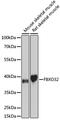 F-Box Protein 32 antibody, 18-989, ProSci, Western Blot image 