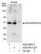 Eukaryotic initiation factor 4A-III antibody, A302-981A, Bethyl Labs, Immunoprecipitation image 