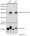 Protein Phosphatase 1 Regulatory Subunit 12A antibody, LS-C750578, Lifespan Biosciences, Western Blot image 