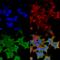 Leucine Rich Glioma Inactivated 1 antibody, SMC-461D-FITC, StressMarq, Immunofluorescence image 