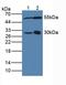 Dimethylarginine Dimethylaminohydrolase 2 antibody, LS-C293692, Lifespan Biosciences, Western Blot image 