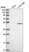 CUGBP Elav-Like Family Member 1 antibody, HPA044597, Atlas Antibodies, Western Blot image 