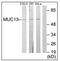 Mucin-13 antibody, AP31624PU-N, Origene, Western Blot image 