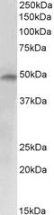 E2F Transcription Factor 4 antibody, TA321027, Origene, Western Blot image 