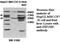 Zinc Finger MYM-Type Containing 5 antibody, MBS415795, MyBioSource, Western Blot image 