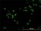 Regulator Of Chromosome Condensation 1 antibody, H00001104-M01, Novus Biologicals, Immunocytochemistry image 