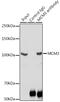 Minichromosome Maintenance Complex Component 3 antibody, GTX55699, GeneTex, Immunoprecipitation image 