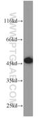 Calcium release-activated calcium channel protein 1 antibody, 13130-1-AP, Proteintech Group, Western Blot image 