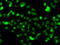 CDC Like Kinase 1 antibody, LS-C346133, Lifespan Biosciences, Immunofluorescence image 