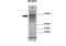 DSC1 antibody, 25-434, ProSci, Western Blot image 