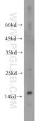Fatty acid-binding protein, intestinal antibody, 21252-1-AP, Proteintech Group, Western Blot image 