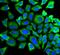 BCL2 Associated Agonist Of Cell Death antibody, FNab00784, FineTest, Immunofluorescence image 