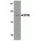 Spi-B Transcription Factor antibody, TA349165, Origene, Western Blot image 