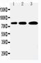 Polo Like Kinase 2 antibody, PA2131, Boster Biological Technology, Western Blot image 