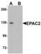 Rap Guanine Nucleotide Exchange Factor 4 antibody, LS-B9590, Lifespan Biosciences, Western Blot image 