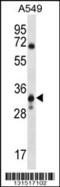 Solute Carrier Family 25 Member 53 antibody, 56-481, ProSci, Western Blot image 