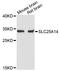 Brain mitochondrial carrier protein 1 antibody, A13731, ABclonal Technology, Western Blot image 
