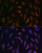Ras-related protein Rab-8A antibody, 16-932, ProSci, Immunofluorescence image 