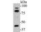 Spermatogenesis Associated 5 Like 1 antibody, NBP2-80411, Novus Biologicals, Western Blot image 