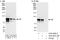 Glucocorticoid receptor antibody, A303-491A, Bethyl Labs, Immunoprecipitation image 