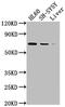 Prostaglandin-Endoperoxide Synthase 1 antibody, CSB-RA918236A0HU, Cusabio, Western Blot image 
