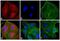 Rat IgG Isotype Control antibody, A-21209, Invitrogen Antibodies, Immunofluorescence image 